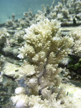 圖2. 於法屬玻里尼西亞茉莉亞島海底底棲生物研究養殖場的輻板軸孔珊瑚。
(相片鳴謝: Isis Guibert博士)